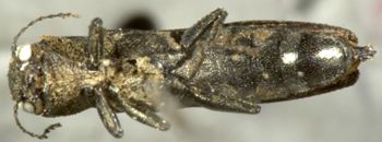 Media type: image;   Entomology 2138 Aspect: habitus ventral view